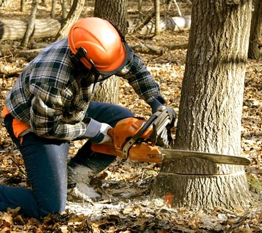 Tree Removal in Ida, MI